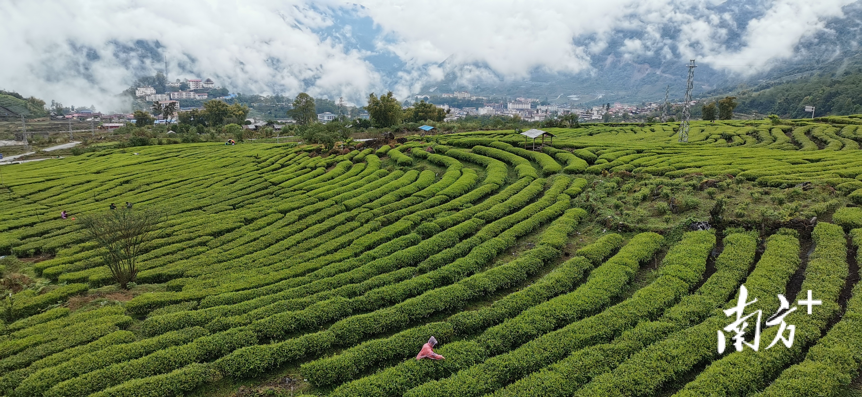 墨脱茶简介图片