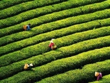 聚焦两会 | 关于茶产业，代表们这样说