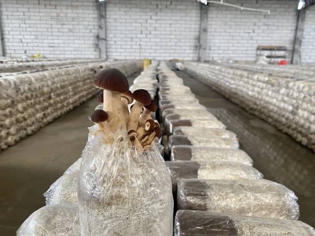 以油茶废料为培养基培养出的茶树菇