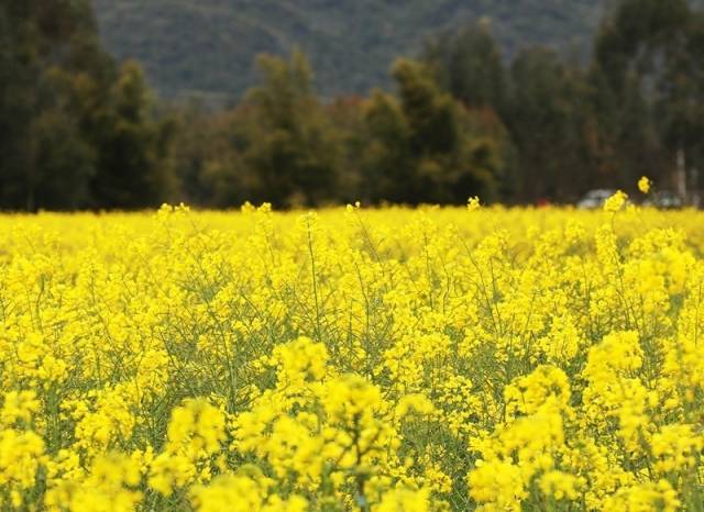 满目金黄的油菜花田。图源 视觉中国