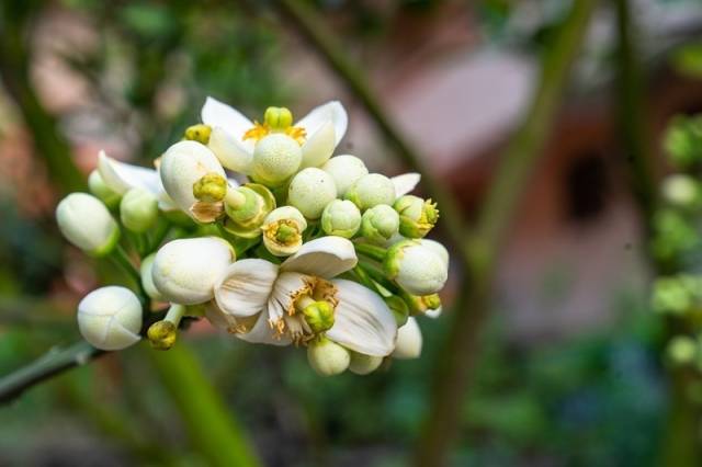 化州化橘红花。柯学潜 摄