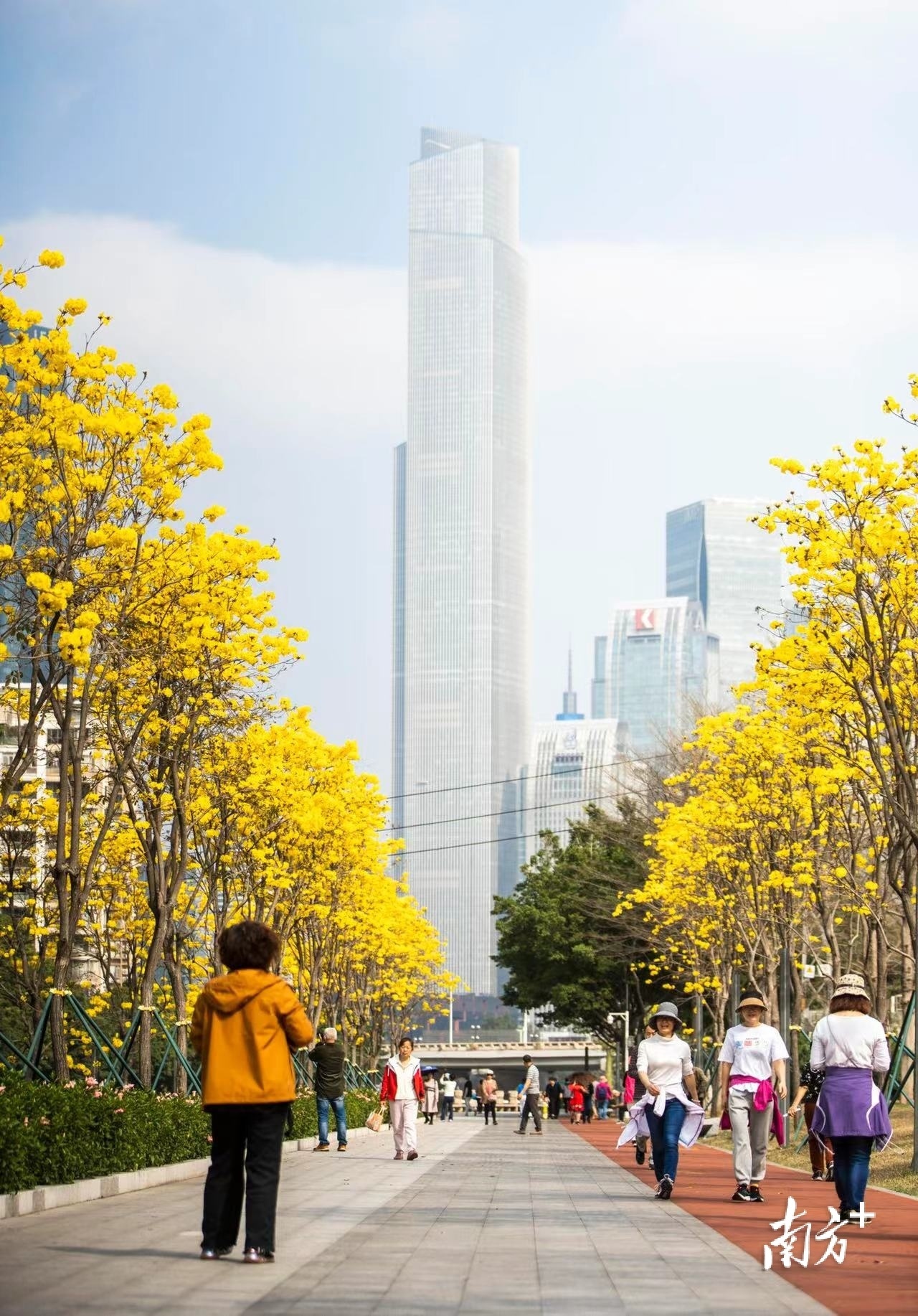3月11日,广州海珠区磨碟沙公园内,成排的黄花风铃木应季而开,从空中