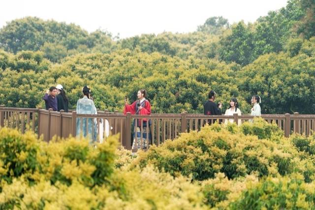 荔枝花开吸引了众多游人打卡