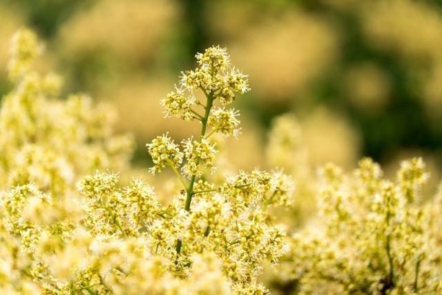  高州荔枝花。谢进扬 摄
