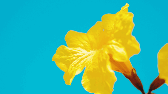 花都区赤坭镇竹洞村的黄花风铃花