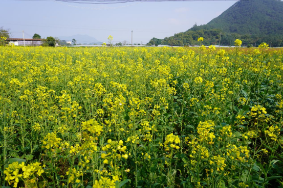 图为莲塘百亩油菜花海