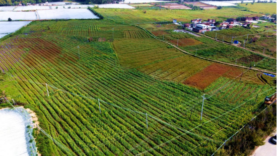 整治后莲塘百亩油菜花田航拍