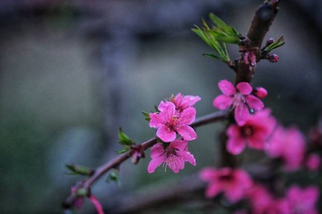 桃花朵朵开。吴秒衡 摄