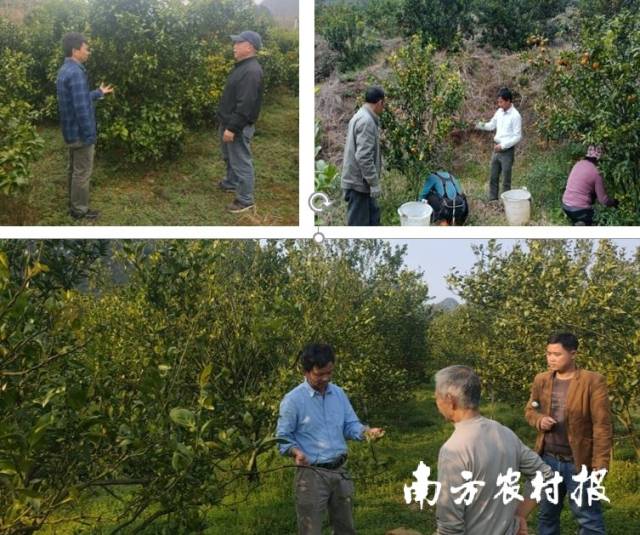 科技特派员以及专家们在果园现场为农民讲解技术。