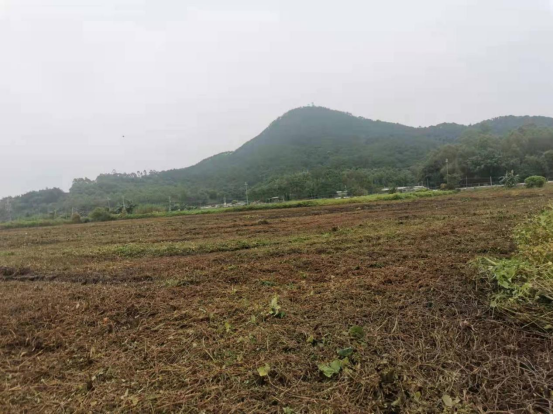 整治前杂草丛生