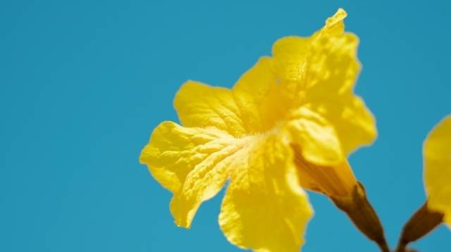 花都区赤坭镇竹洞村的黄花风铃花 程麒 摄