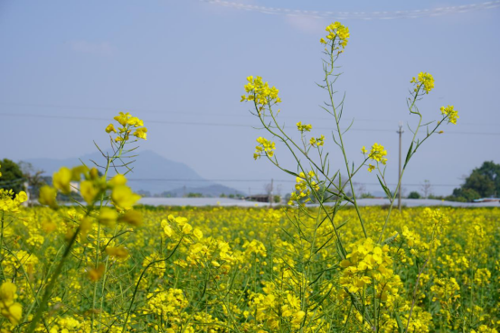 油菜花争相绽放