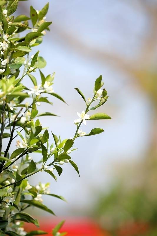 新会柑花。吴秒衡 摄