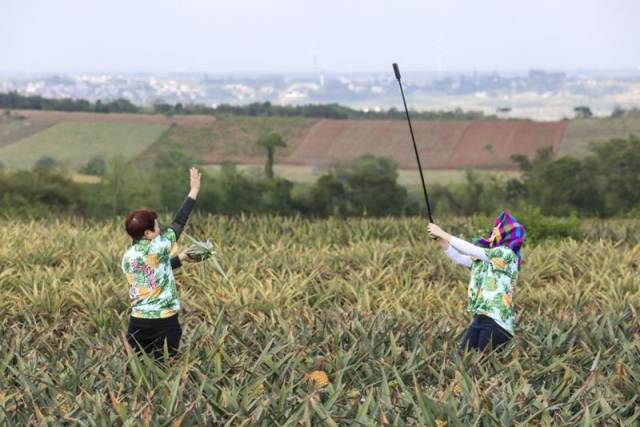 娇姐和龙云在菠萝地里直播。