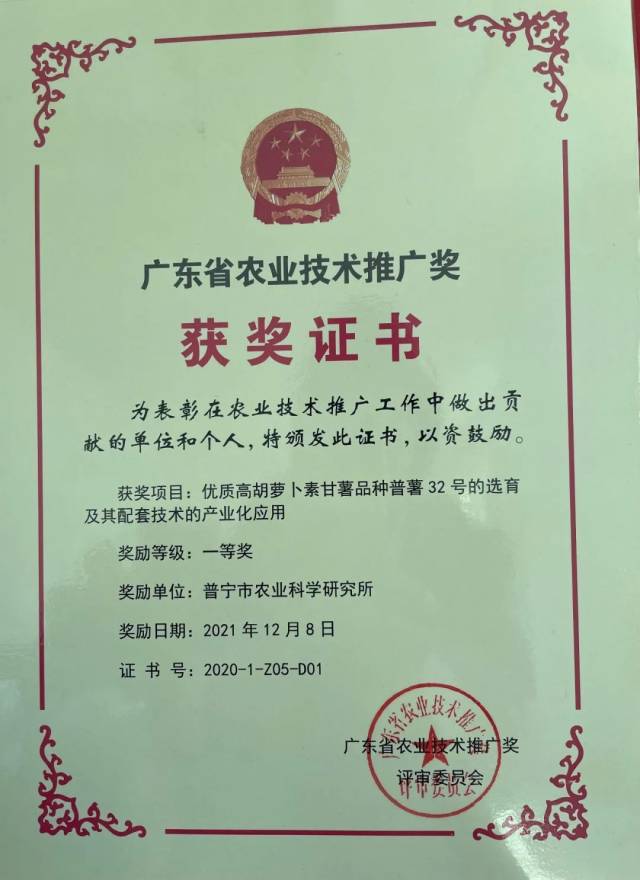 获省农业技术推广奖一等奖！这种普宁甘薯即将成熟上市！
