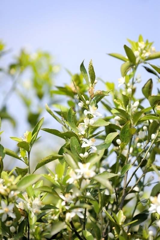 新会柑花。吴秒衡 摄