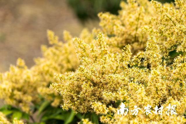 春到高州，55万亩荔枝花竞相开放。