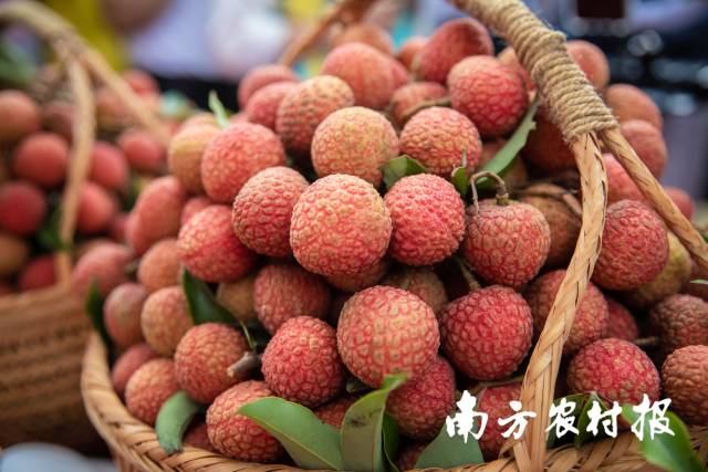 高州荔枝品质优良。