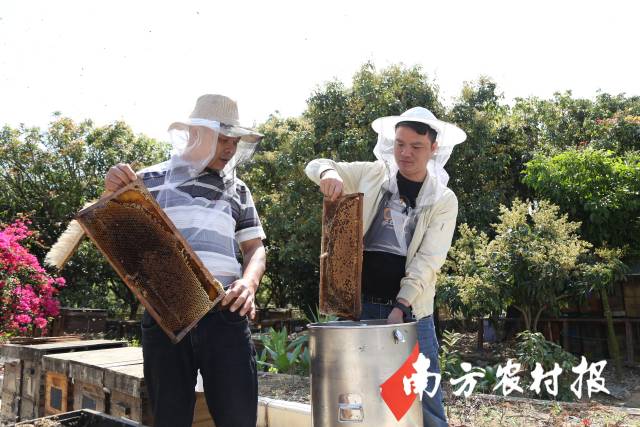 荔枝蜂蜜生態(tài)健康,。