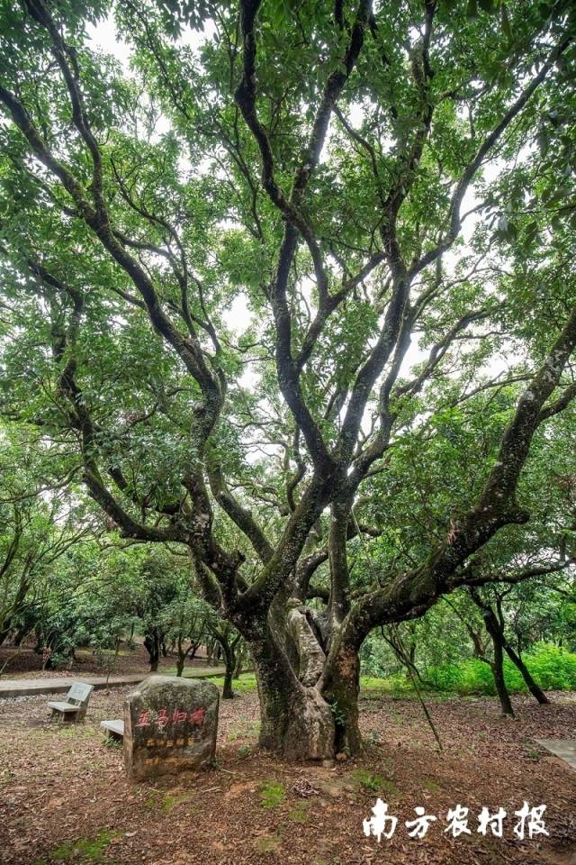 高州贡园五马归槽荔枝古树。