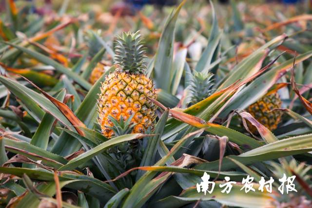 甄选来自徐闻的优质菠萝。&nbsp;