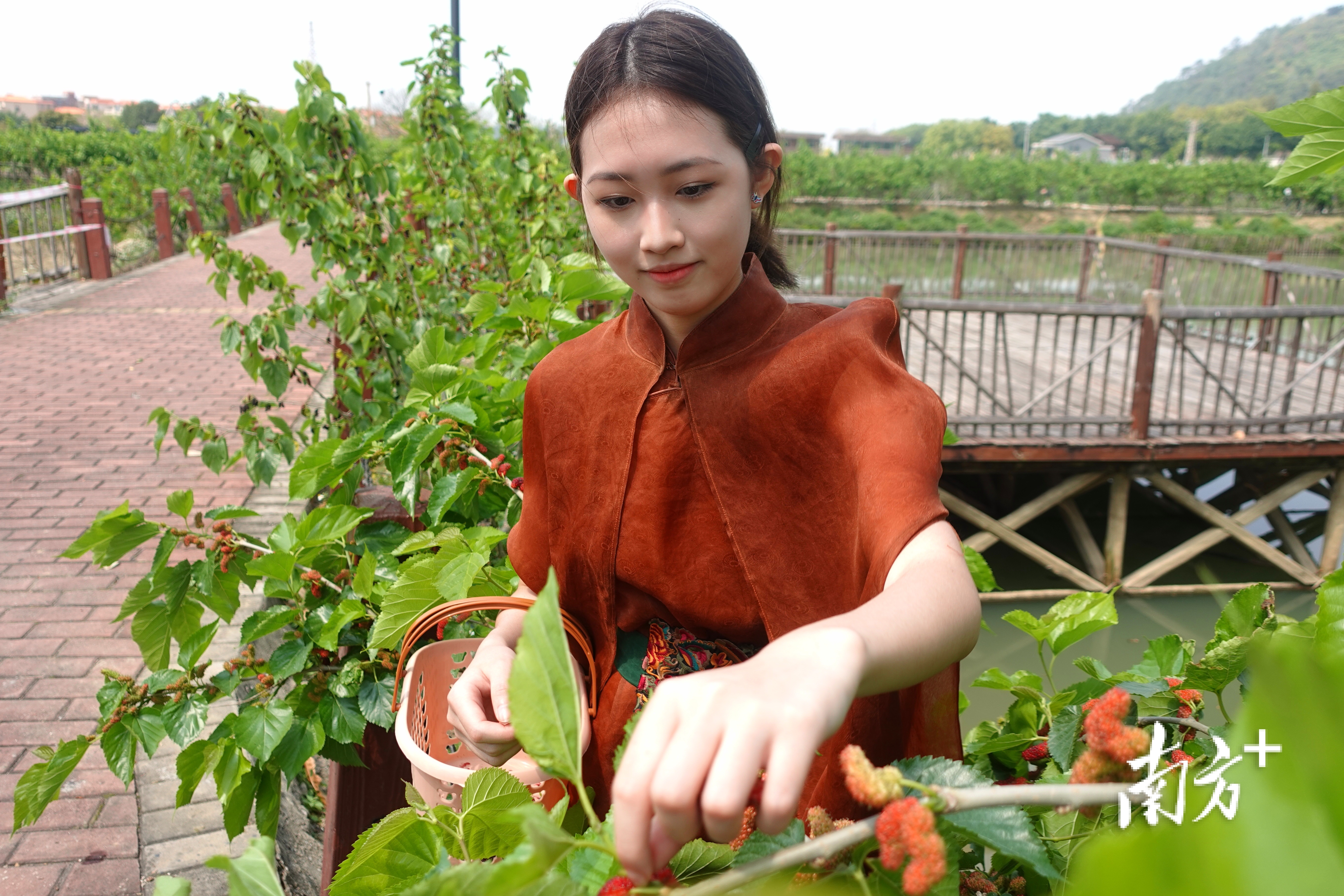 3月13日,位于佛山市南海区西樵镇的渔耕粤韵文化旅游园启动第八届桑果节,桑果采摘持续到5月上旬。林洛峰摄 3月13日,位于佛山市南海区西樵镇的渔耕粤韵文化旅游园启动第八届桑果节,桑果采摘持续到5月上旬。林洛峰摄