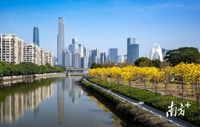 3月12日上午,广州磨碟沙公园黄花风铃木盛开.东方 摄