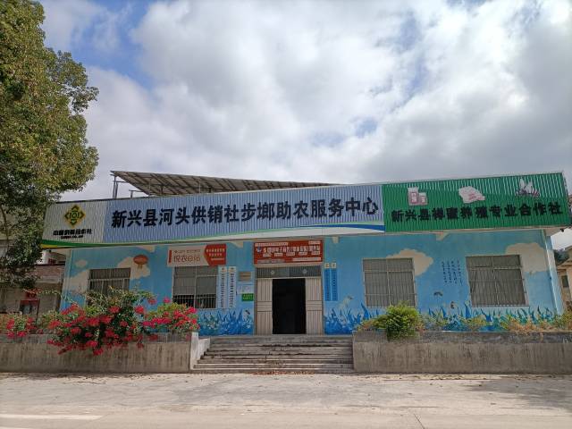 云浮新兴河头镇三突出推动支部领办合作社赋能产业振兴