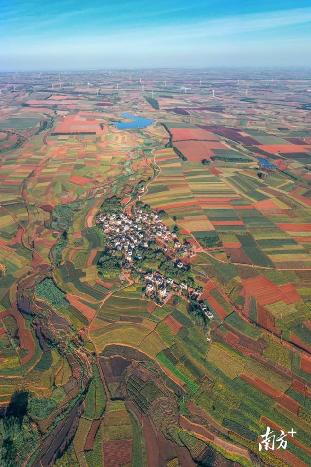 3月8日,湛江市徐闻县曲界镇调胜村,一望无际的菠萝田与散落其间的村庄