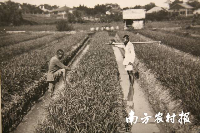 旧时海珠农田，美国人Funkhouser1922年摄于河南岛，潘浩翻拍于宾夕法尼亚州立大学档案馆 骆世明提供