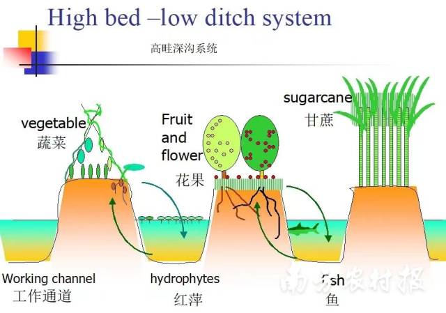 广东海珠高畦深沟传统农业系统示意图 骆世明绘制