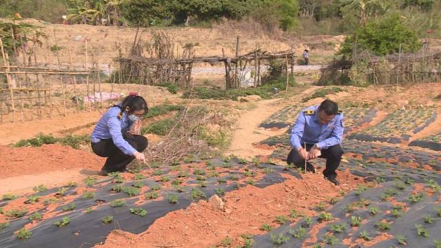 德庆县农业农村局的工作人员深入田间