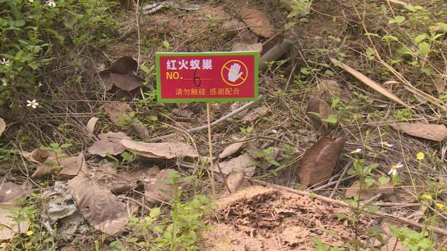 排查红火蚁巢穴