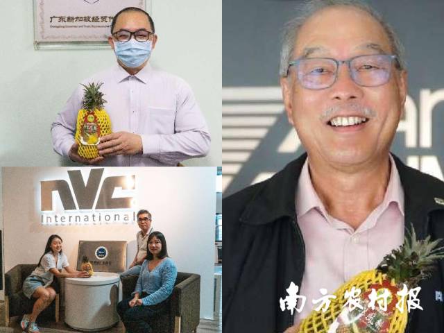 新加坡人士收到徐闻菠萝 