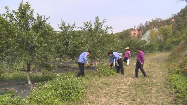 贡柑种植基地日常巡查