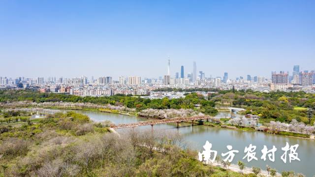 紫荆花盛放的海珠湿地石榴岗