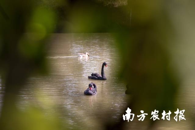 海珠湿地优游的天鹅