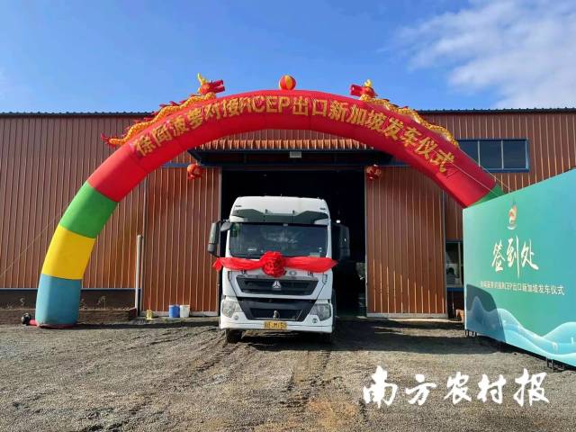 徐聞菠蘿出口到RCEP成員國——新加坡,。