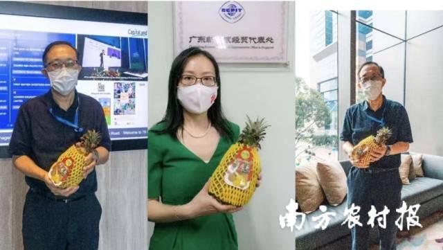 新加坡人士收到菠萝。  