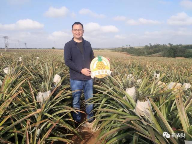 徐闻菠萝品牌营销团队考察种植基地