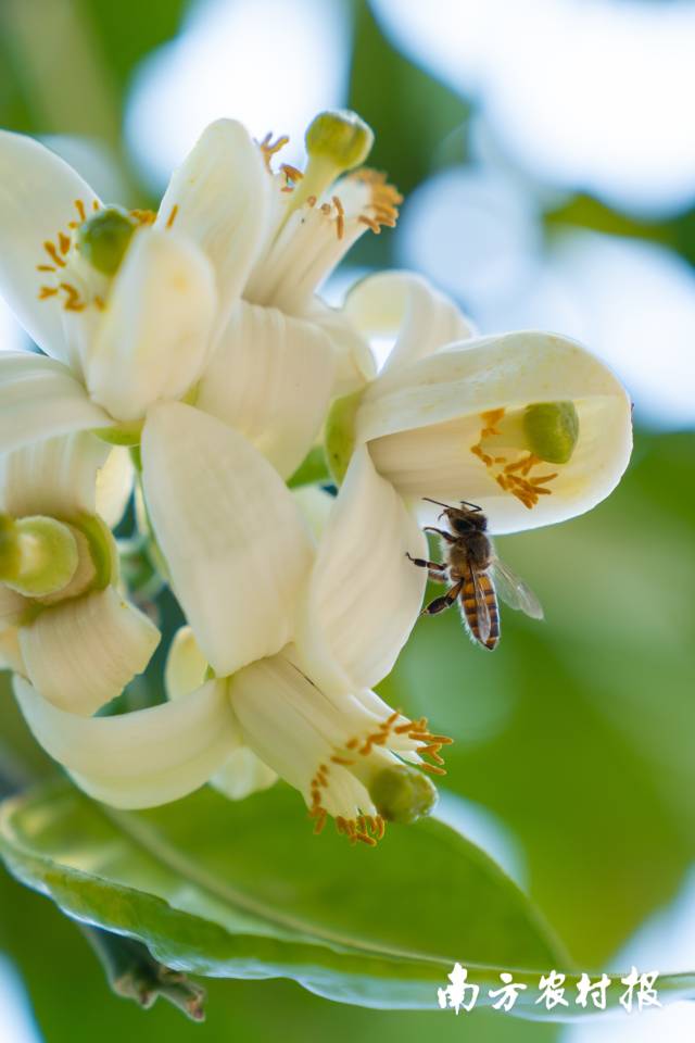 化橘红花香吸引蜜蜂采蜜。  南方农村报 柯学潜 拍摄