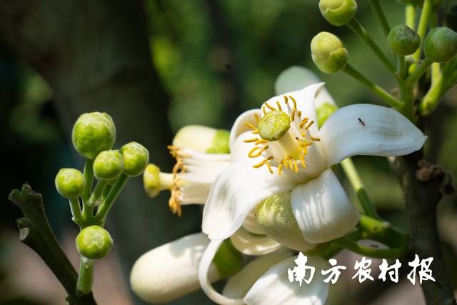 化橘红花盛放。  南方农村报 柯学潜 拍摄