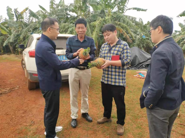 专家团队走访菠萝种植户