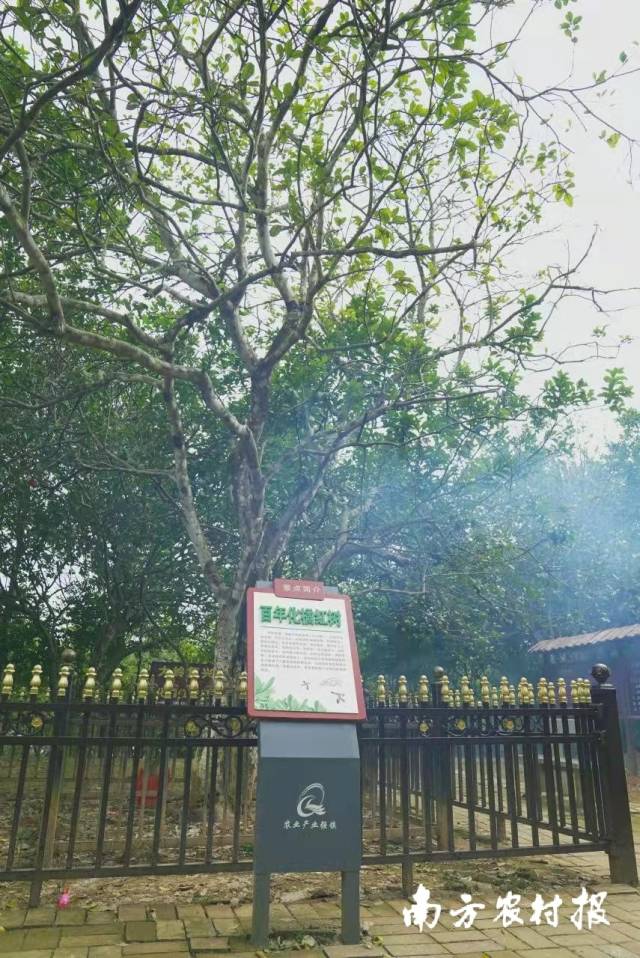 百年化橘红古树。  南方农村报 柯学潜 拍摄