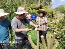 科技駐鎮(zhèn)進(jìn)行時(shí)丨河源職業(yè)技術(shù)學(xué)院農(nóng)村科技特派員開展柑橘品種改良服務(wù)