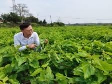 科技駐鎮(zhèn)進(jìn)行時(shí)丨穩(wěn)定發(fā)展基本盤,，華南農(nóng)業(yè)大學(xué)助力下橋鎮(zhèn)蠶桑產(chǎn)業(yè)鏈延伸