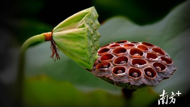 想让更多人“藕”遇湛江的90后姐妹花