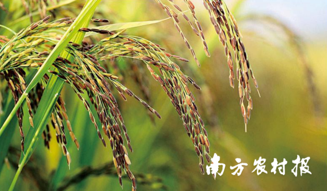 通讯员 南方农村报 供图