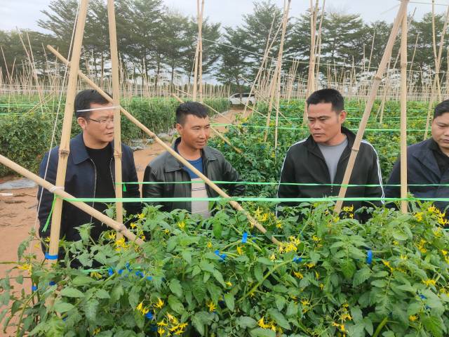 工作队调研圣女果基地。