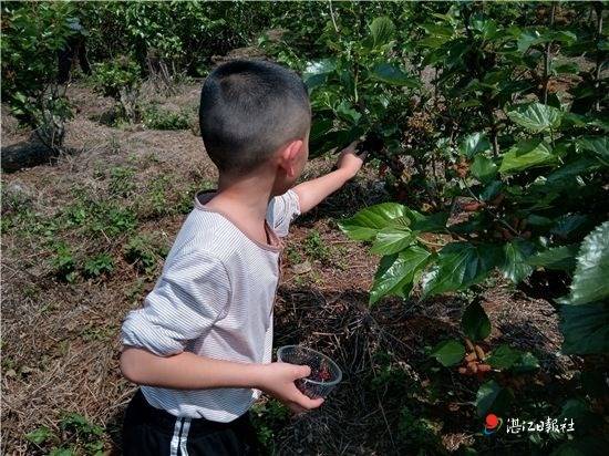 边吃边玩！湛江首推品尝“释迦果”乡村游